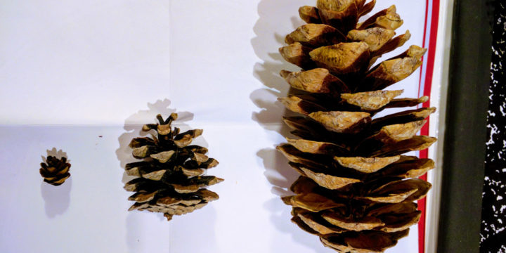 松果，松果请你告诉我