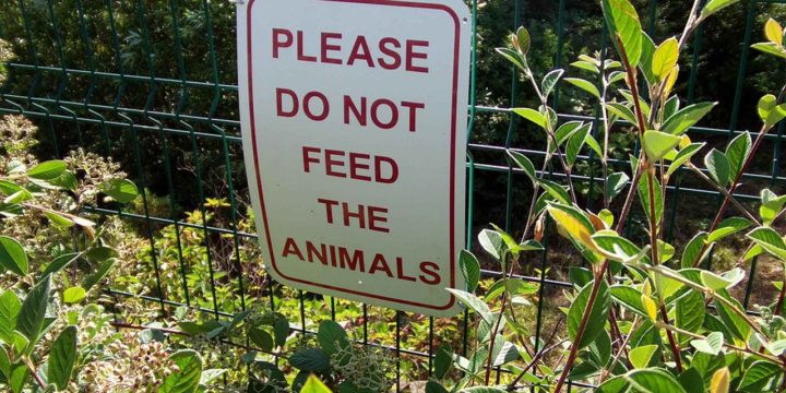 为什么不要喂野生动物？