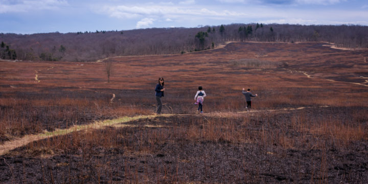 为什么要放火烧山？